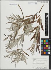 Foto von Salix armenorossica A. K. Skvortsov
